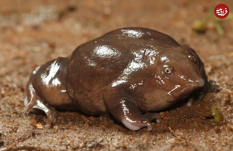 ۱۶ حیوان بازمانده از دوران باستان + تصاویر