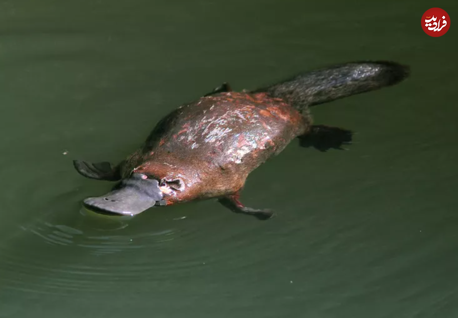 ۱۶ حیوان بازمانده از دوران باستان + تصاویر