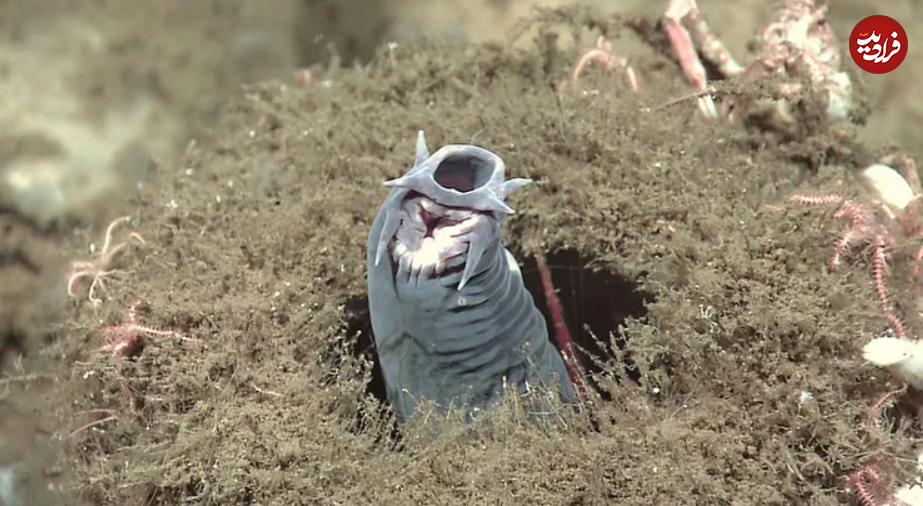 ۱۶ حیوان بازمانده از دوران باستان + تصاویر