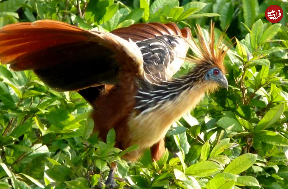۱۶ حیوان بازمانده از دوران باستان + تصاویر