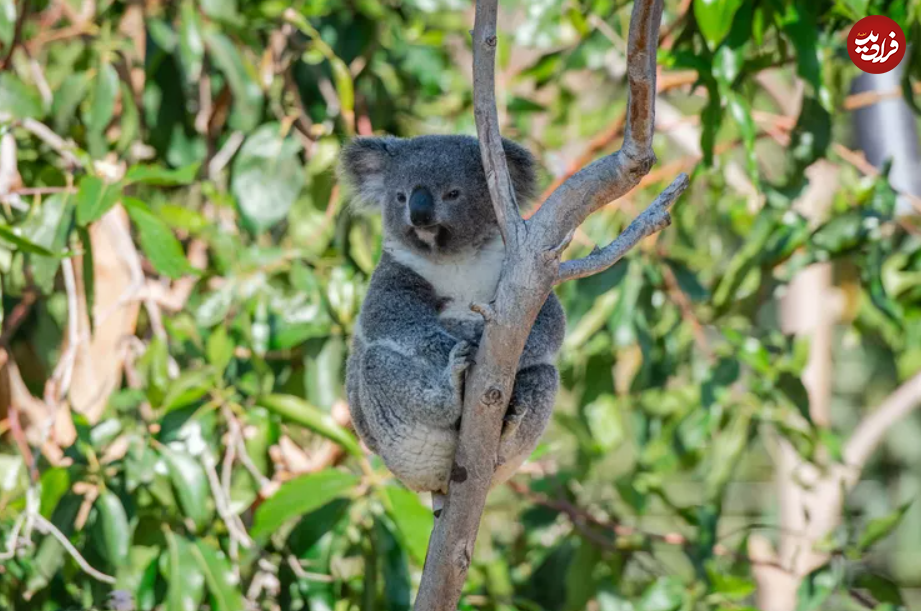 ۱۶ حیوان بازمانده از دوران باستان + تصاویر