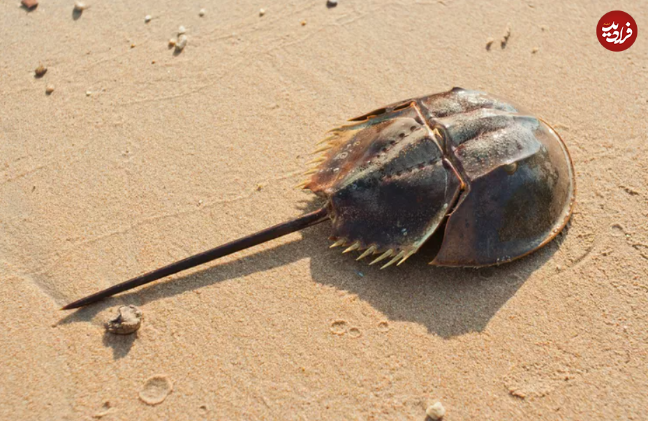 ۱۶ حیوان بازمانده از دوران باستان + تصاویر