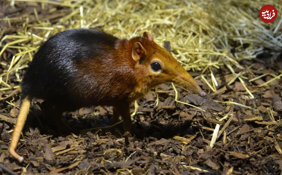 ۱۶ حیوان بازمانده از دوران باستان + تصاویر