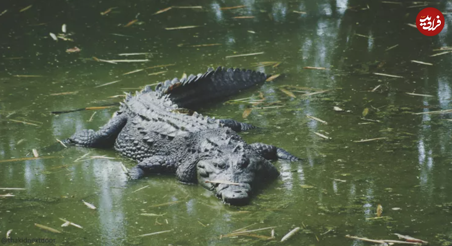۱۶ حیوان بازمانده از دوران باستان + تصاویر