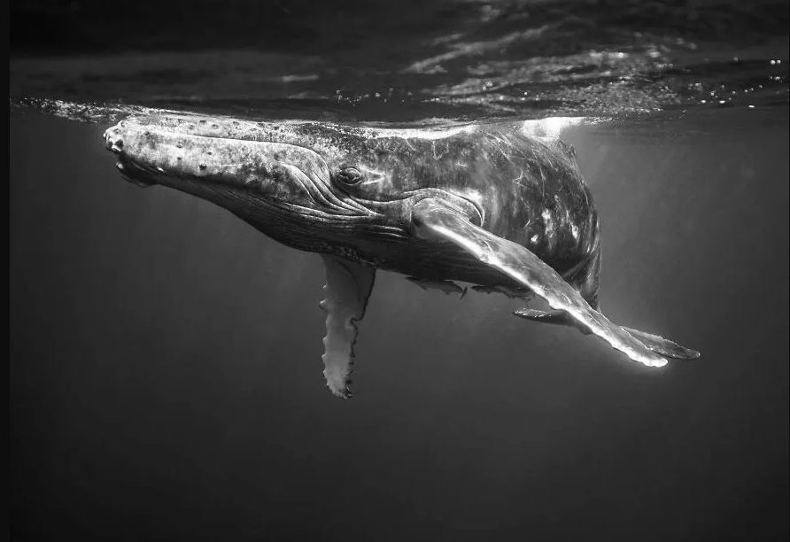 عکسهای برندگان جایزه عکاسی «چشم ذهن» ۲۰۲۳ عکسهای برندگان جایزه عکاسی «چشم ذهن» ۲۰۲۳