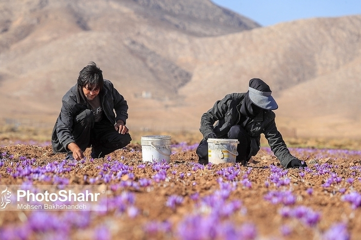 اعتبار یک هزار میلیارد تومانی برای خرید حمایتی زعفران (۲۹ فروردین ۱۴۰۲)