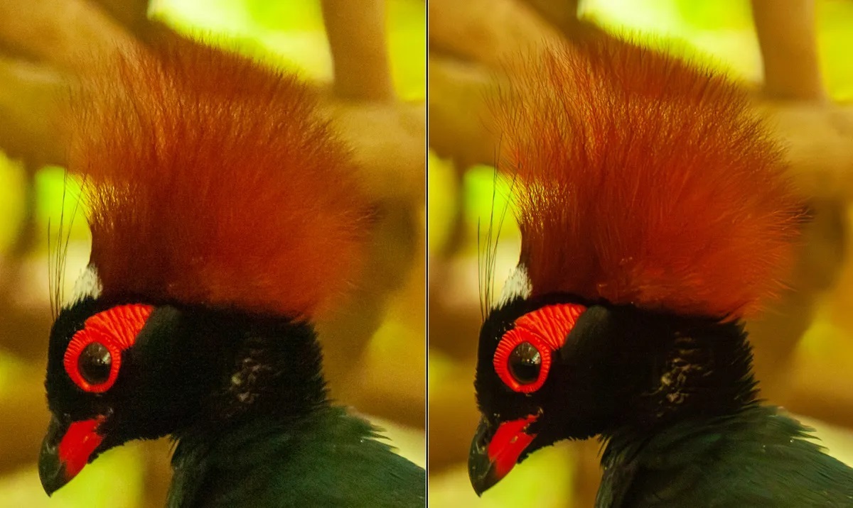 با هوش مصنوعی این نرمافزار دیگر نگران عکاسی در نور کم و ویرایش نویز عکسها نباشید با هوش مصنوعی این نرمافزار دیگر نگران عکاسی در نور کم و ویرایش نویز عکسها نباشید