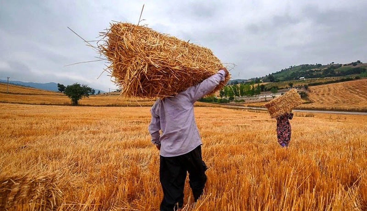 خرید تضمینی گندم از فردا آغاز می‌شود