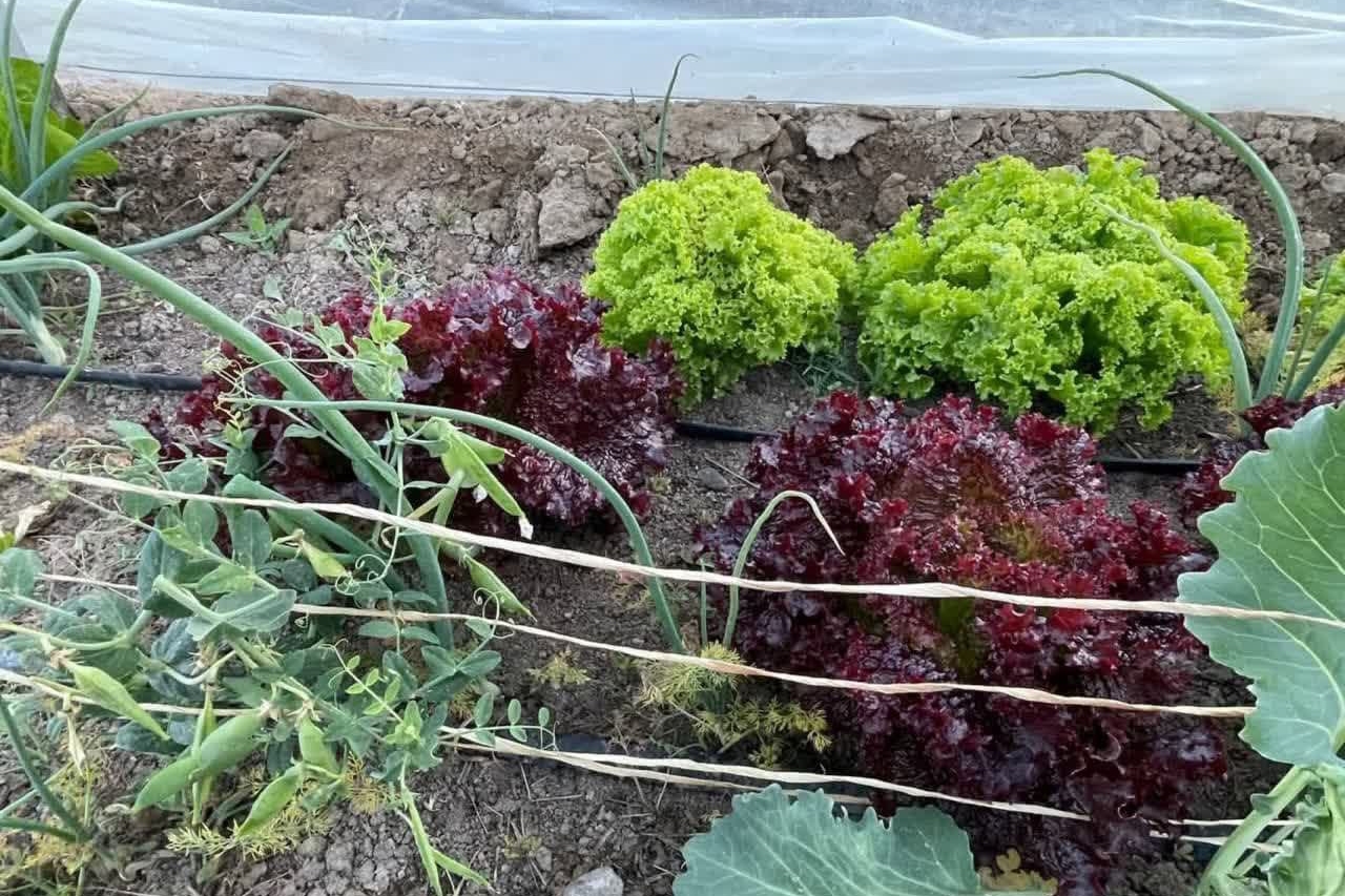 شهردار مشهد: بوستان برکت پنجشنبه افتتاح میشود شهردار مشهد: بوستان برکت پنجشنبه افتتاح میشود
