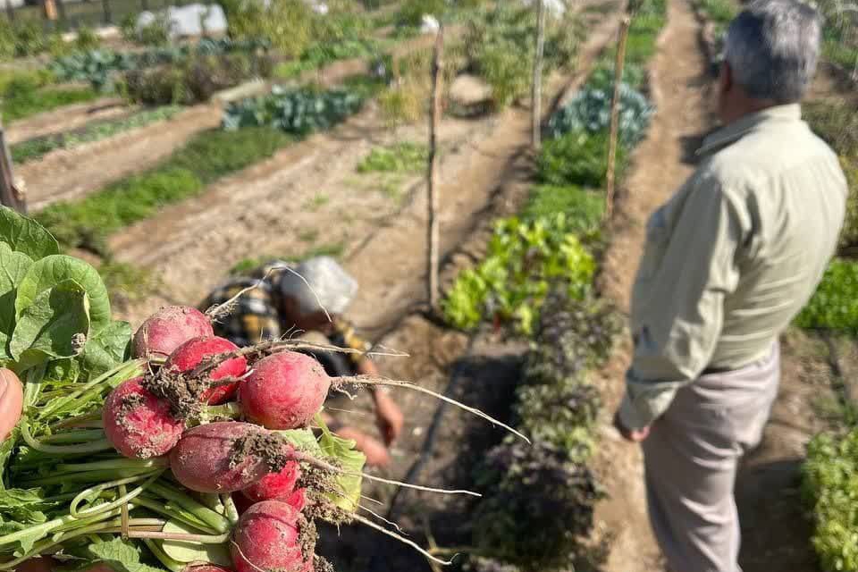 شهردار مشهد: بوستان برکت پنجشنبه افتتاح میشود شهردار مشهد: بوستان برکت پنجشنبه افتتاح میشود