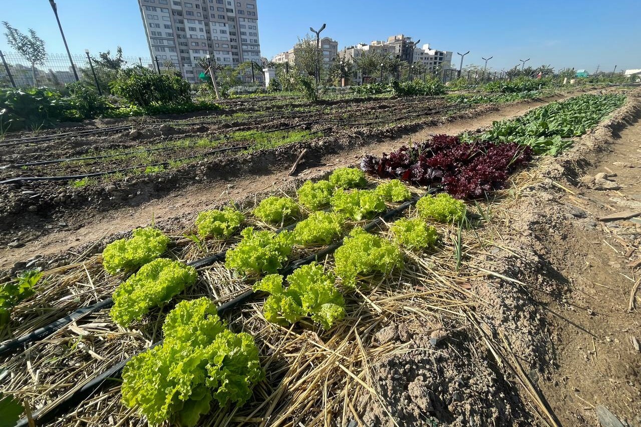 بوستان کشاورزی مشهد؛ مزرعهای در دل شهر بوستان کشاورزی مشهد؛ مزرعهای در دل شهر