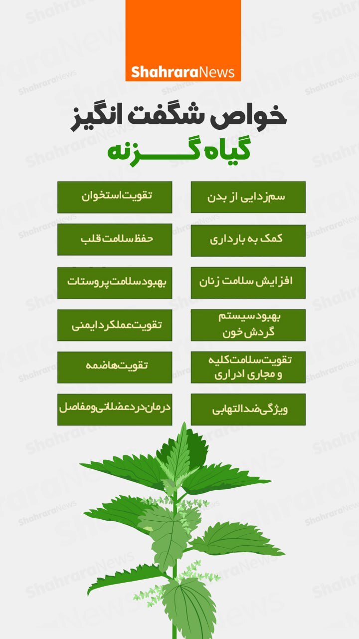 اینفوگرافی| خواص شگفت‌انگیز گیاه گزنه