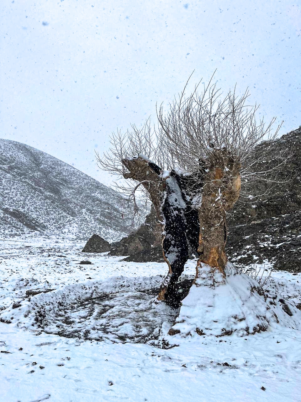 احیای چنار ۷۰۰ ساله توسط ۲ طبیعتدوست مشهدی احیای چنار ۷۰۰ ساله توسط ۲ طبیعتدوست مشهدی