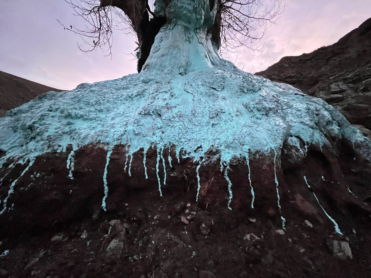 احیای چنار ۷۰۰ ساله توسط ۲ طبیعتدوست مشهدی احیای چنار ۷۰۰ ساله توسط ۲ طبیعتدوست مشهدی