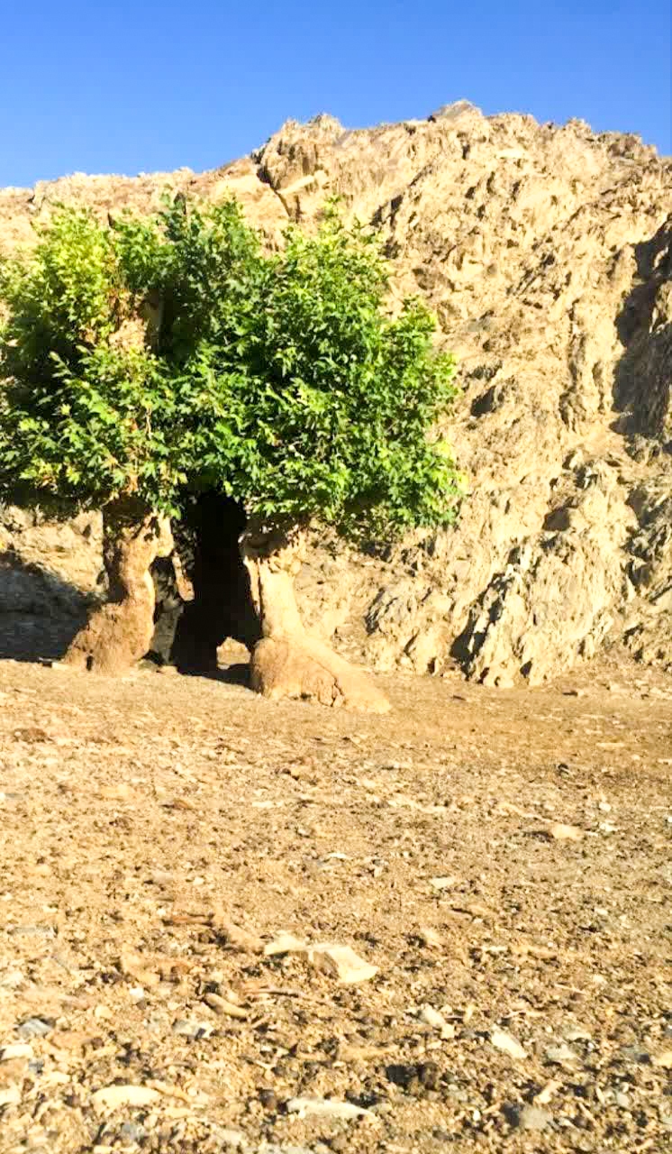 احیای چنار ۷۰۰ ساله توسط ۲ طبیعتدوست مشهدی احیای چنار ۷۰۰ ساله توسط ۲ طبیعتدوست مشهدی