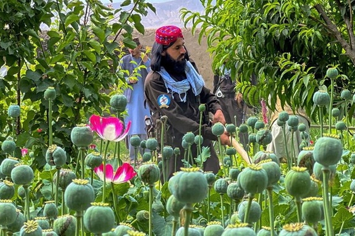 پاریس کاهش کشت خشخاش در افغانستان را تهدیدی برای فرانسه دانست