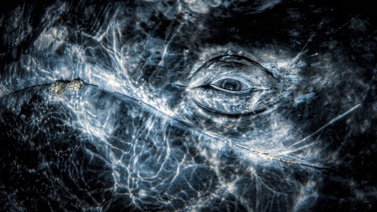 برندگان مسابقه عکاسی زیر آب ۲۰۲۴ + تصاویر و توضیحات برندگان مسابقه عکاسی زیر آب ۲۰۲۴ + تصاویر و توضیحات