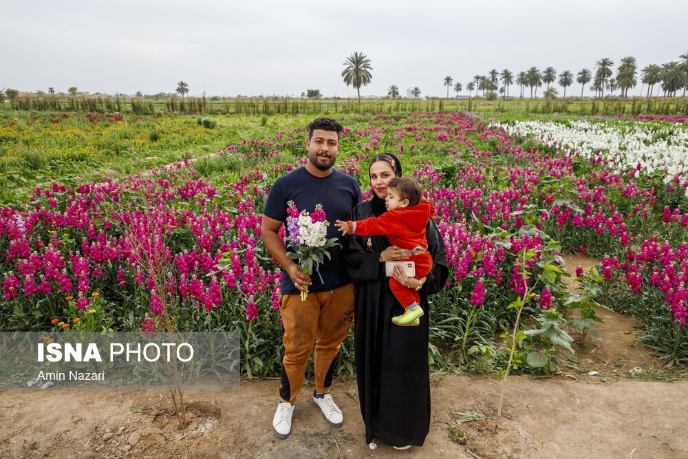 مزرعه گل شب‌بو در شهرستان حمیدیه