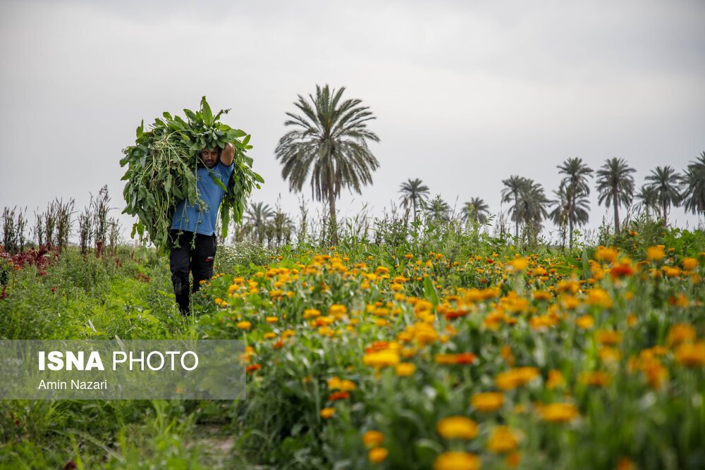 مزرعه گل شب‌بو در شهرستان حمیدیه