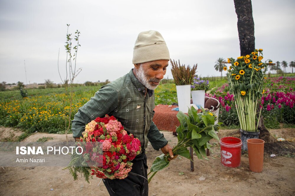 مزرعه گل شب‌بو در شهرستان حمیدیه