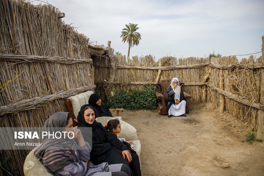 مزرعه گل شب‌بو در شهرستان حمیدیه