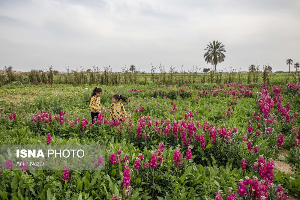 مزرعه گل شب‌بو در شهرستان حمیدیه