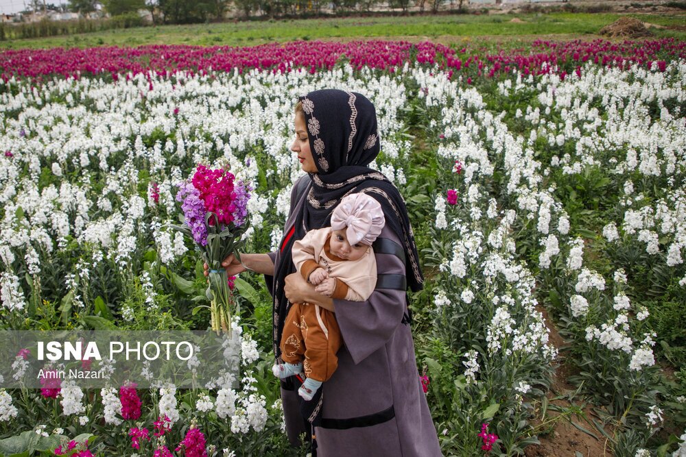 مزرعه گل شب‌بو در شهرستان حمیدیه