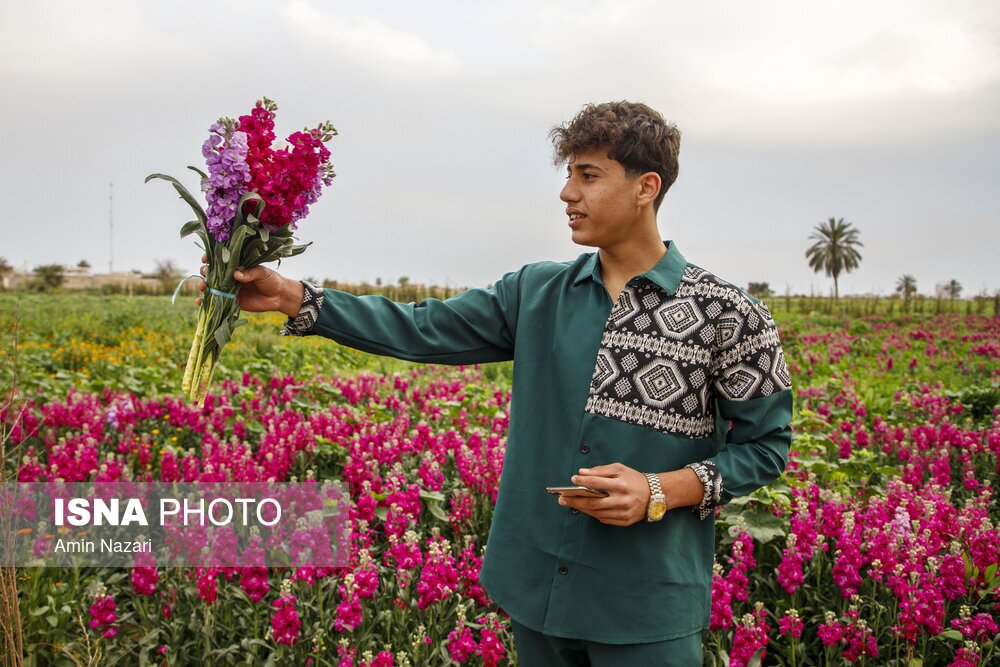 مزرعه گل شب‌بو در شهرستان حمیدیه
