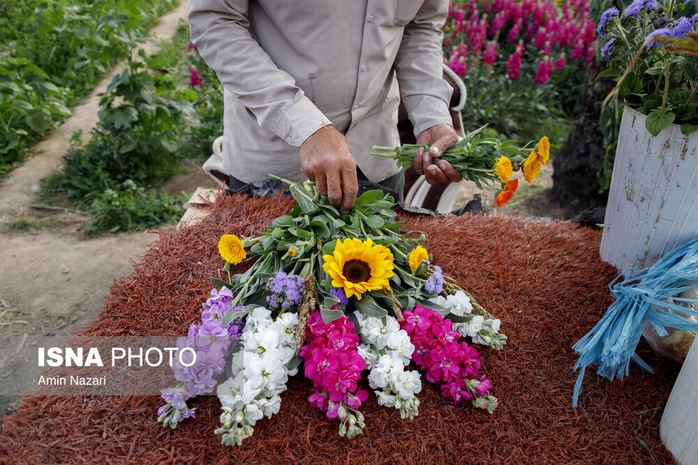 مزرعه گل شب‌بو در شهرستان حمیدیه