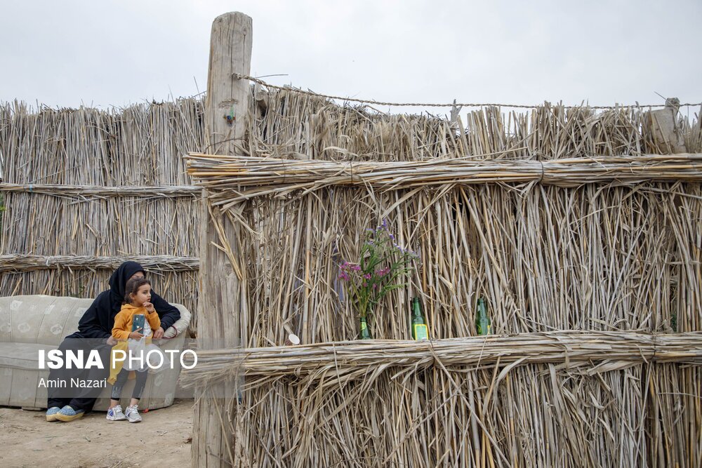 مزرعه گل شب‌بو در شهرستان حمیدیه