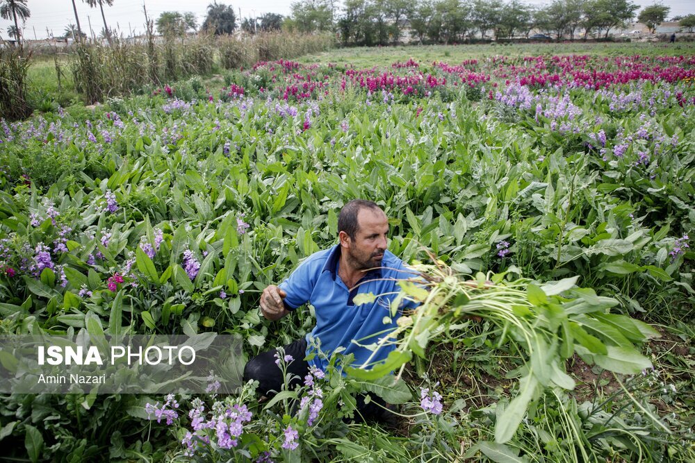 مزرعه گل شب‌بو در شهرستان حمیدیه