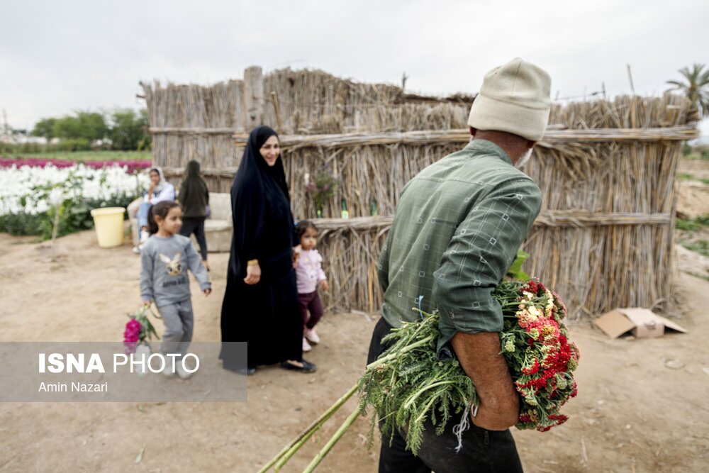 مزرعه گل شب‌بو در شهرستان حمیدیه