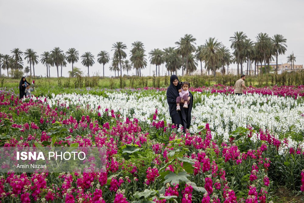 مزرعه گل شب‌بو در شهرستان حمیدیه