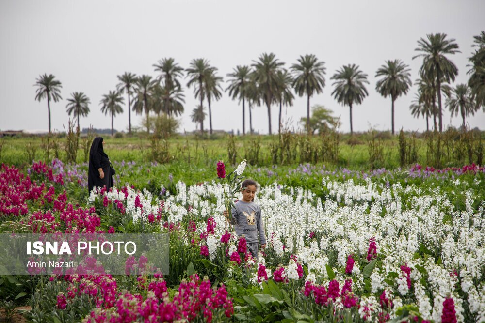 مزرعه گل شب‌بو در شهرستان حمیدیه