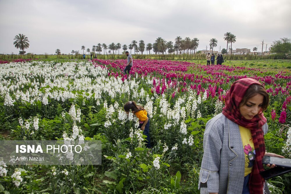 مزرعه گل شب‌بو در شهرستان حمیدیه