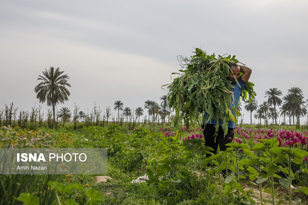 مزرعه گل شب‌بو در شهرستان حمیدیه