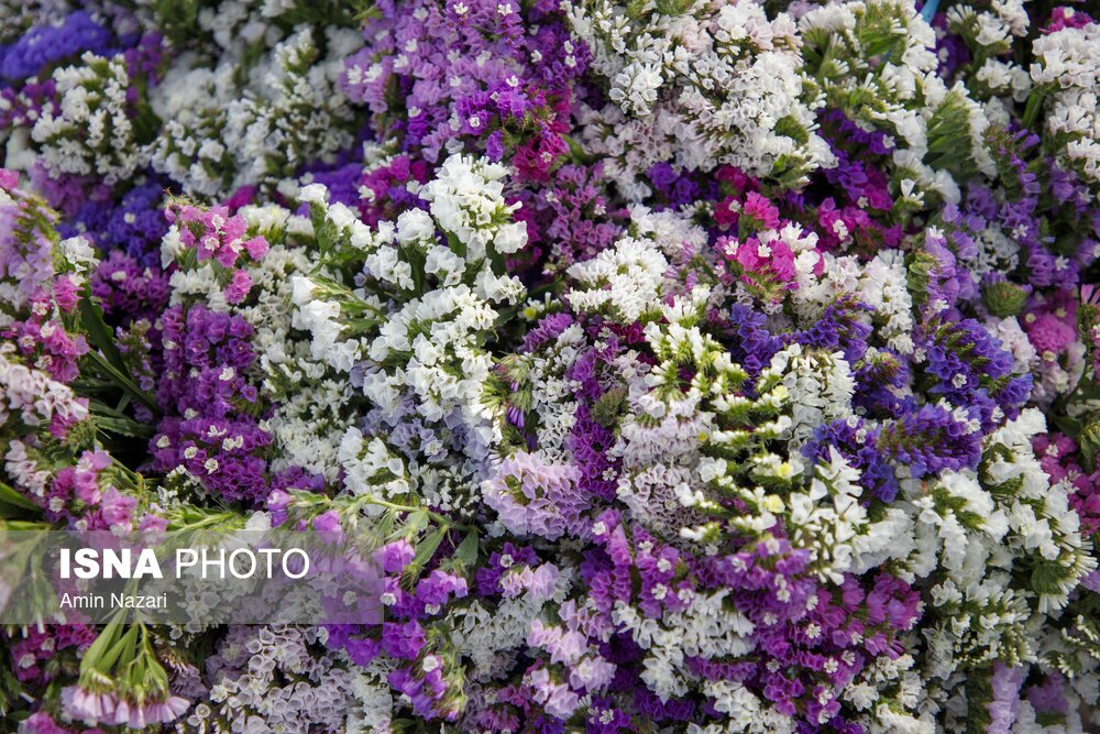 مزرعه گل شب‌بو در شهرستان حمیدیه