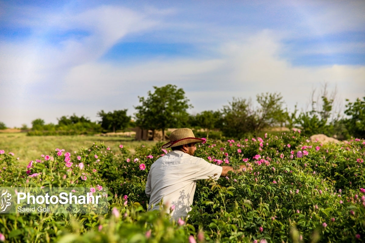 روستای فرخد کانون زنجیره تولید گل محمدی و گردشگری در شهرستان مشهد است