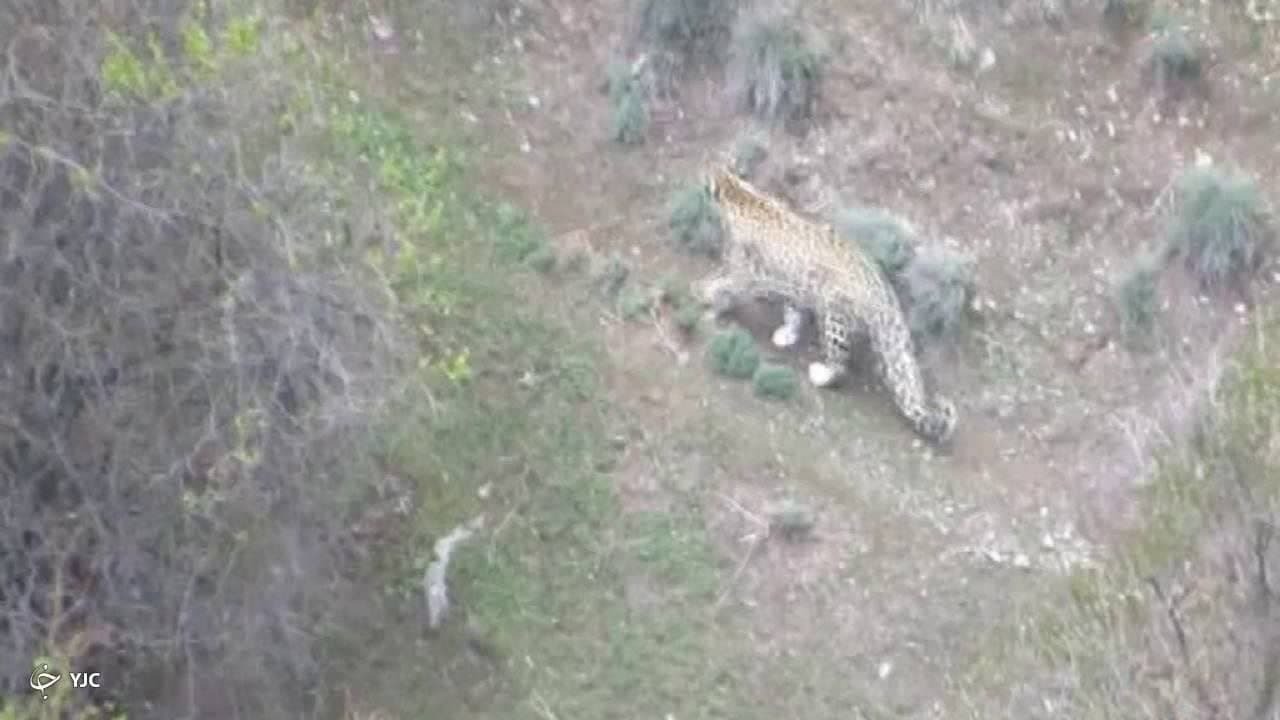 یک قلاده پلنگ در طارم سفلی قزوین مشاهده شد + فیلم و عکس یک قلاده پلنگ در طارم سفلی قزوین مشاهده شد + فیلم و عکس