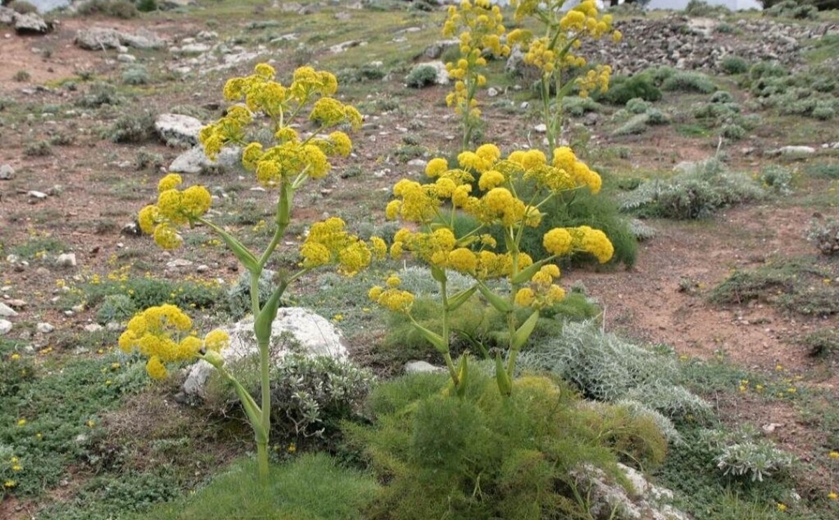 سطح زیر کشت گیا‌هان دارویی در مشهد سالیانه ۲۰ درصد توسعه پیدا می‌کند