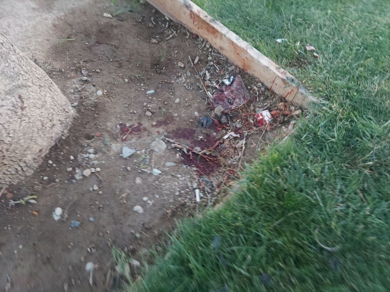 کشف جسد تکه تکه شد زن جوان در میدان آزادی تهران + عکس کشف جسد تکه تکه شد زن جوان در میدان آزادی تهران + عکس