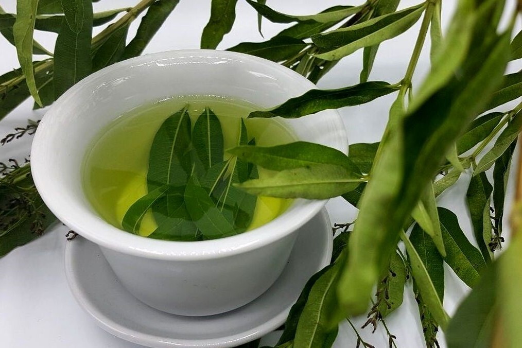 خواص حیرت آور برگ سنا + روش تهیه دمنوش خواص حیرت آور برگ سنا + روش تهیه دمنوش