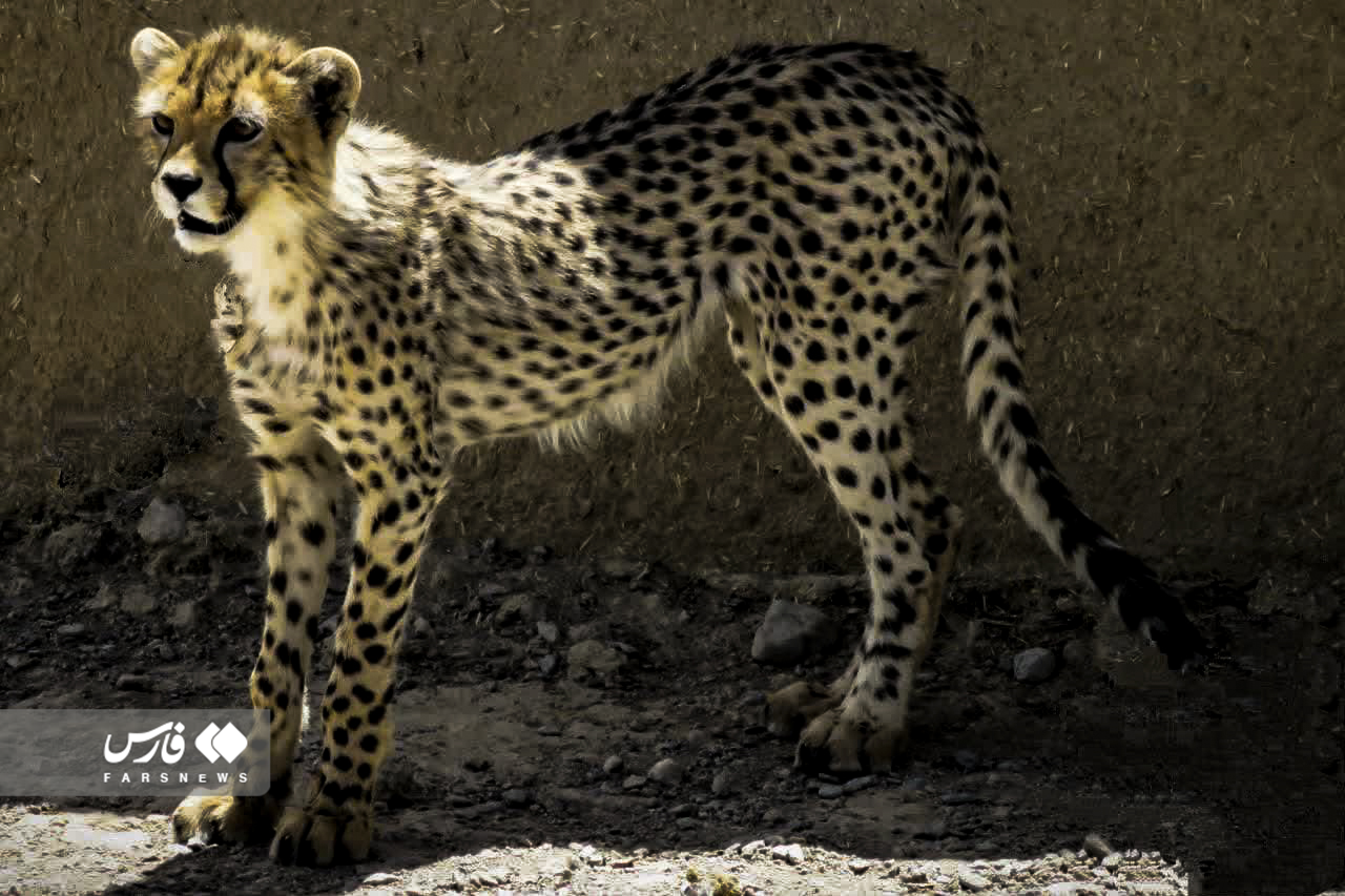 وضعیت «آذر» و «توران»، یوزپلنگهای ایرانی به روایت عکس وضعیت «آذر» و «توران»، یوزپلنگهای ایرانی به روایت عکس