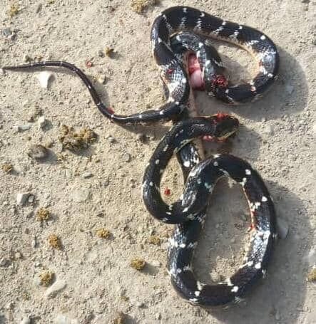 درباره سیاه مار سیستانی؛ خزنده کشندهای که دیروز جان دو کودک افغانستانی را گرفت + عکس درباره سیاه مار سیستانی؛ خزنده کشندهای که دیروز جان دو کودک افغانستانی را گرفت + عکس