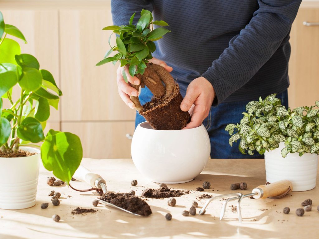 نکاتی درخصوص نگهداری از گل و گیاهان آپارتمانی + معرفی گیاهان مناسب برای منزل نکاتی درخصوص نگهداری از گل و گیاهان آپارتمانی + معرفی گیاهان مناسب برای منزل