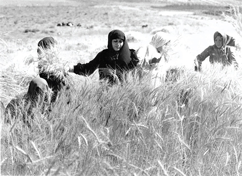 چله‌تموز و ۴۰ روز شکر خدا گفتن