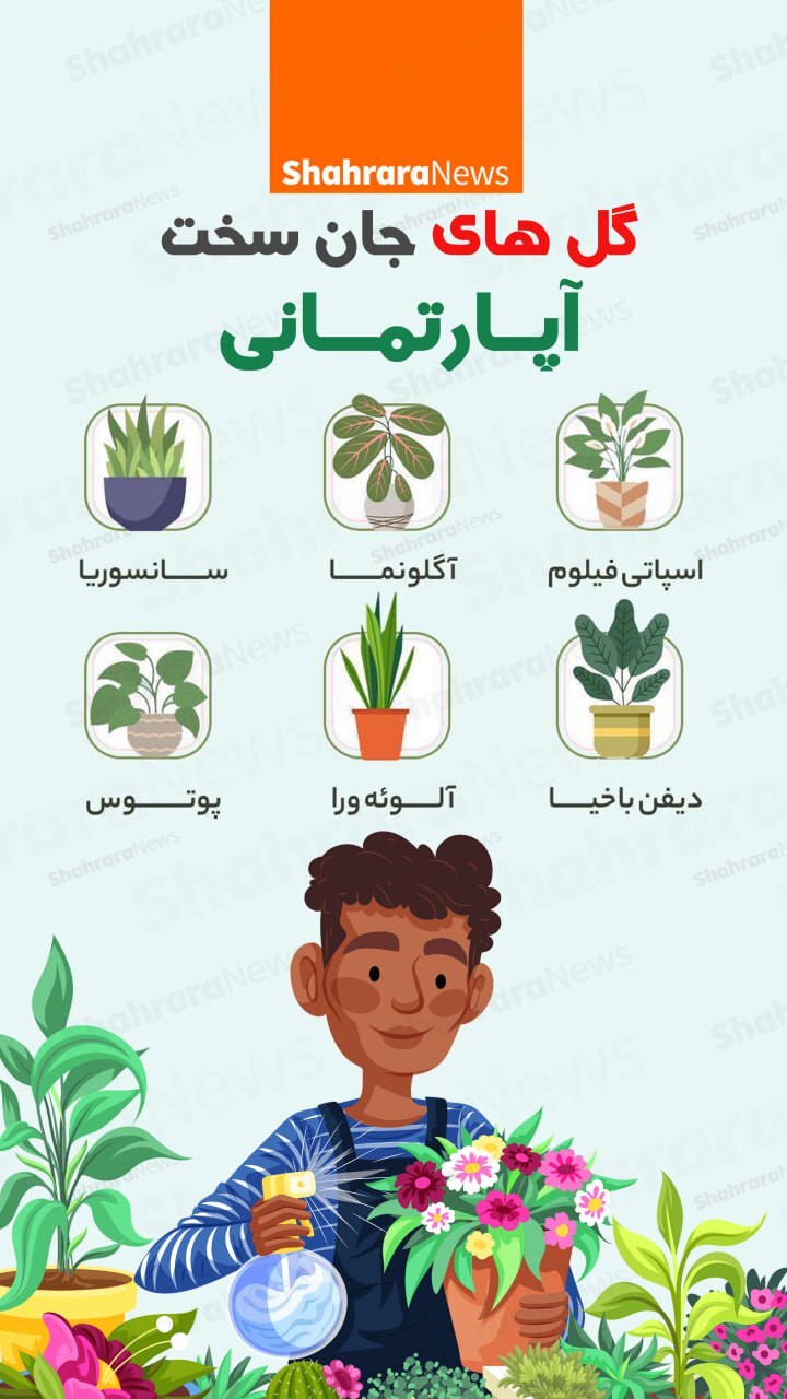 اینفوگرافی| گل‎‌های جان سخت آپارتمانی