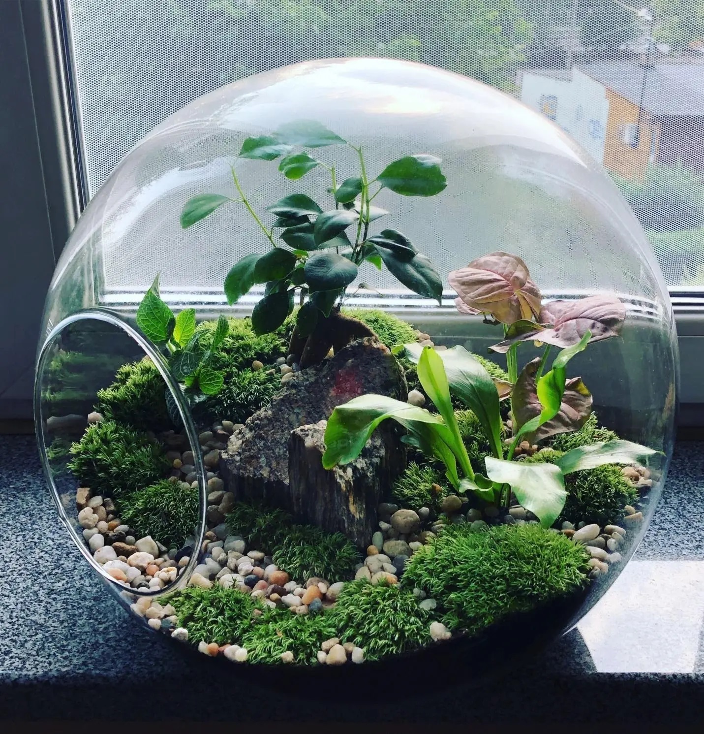 با تراریوم، طبیعت را مهمان خانهی خود کنید + روش ساخت باغ شیشهای با تراریوم، طبیعت را مهمان خانهی خود کنید + روش ساخت باغ شیشهای