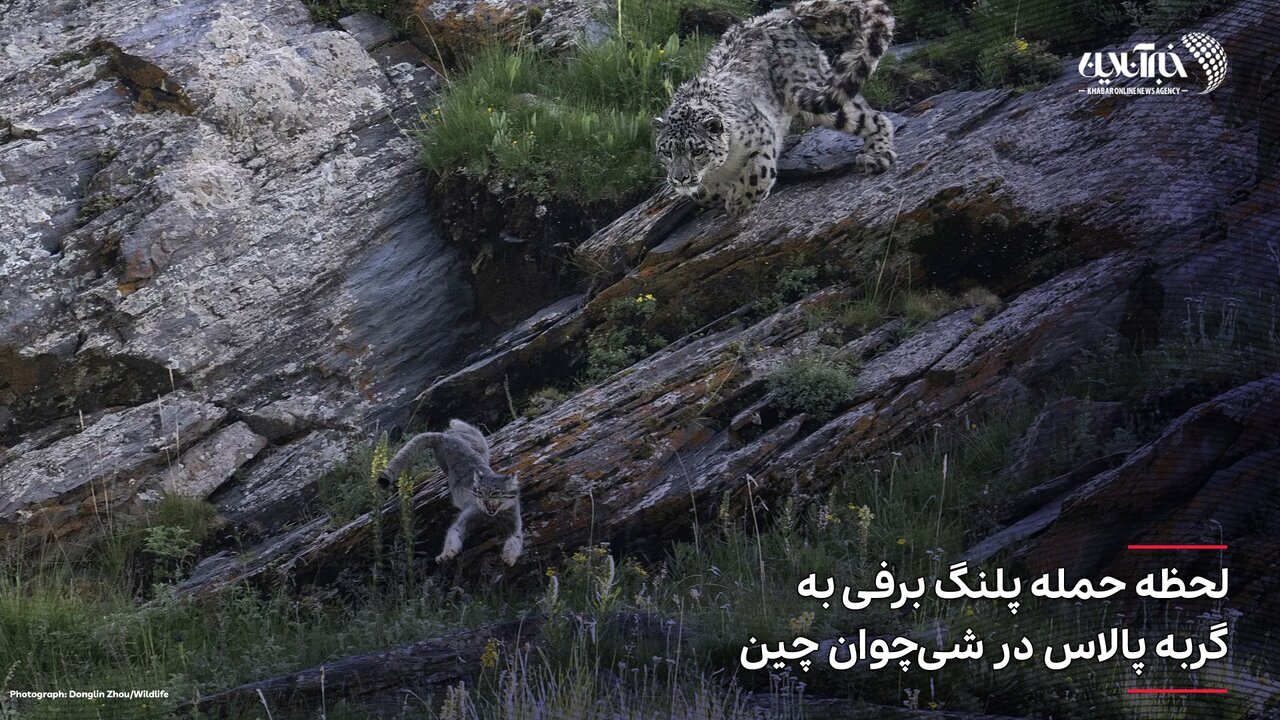 لحظه حمله پلنگ برفی به گربه پالاس در چین + عکس