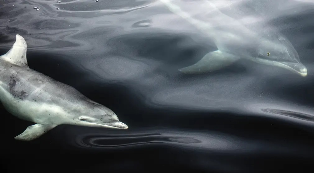 برندگان عکاسی حیات وحش ۲۰۲۳ مشخص شدند + تصاویر برندگان عکاسی حیات وحش ۲۰۲۳ مشخص شدند + تصاویر